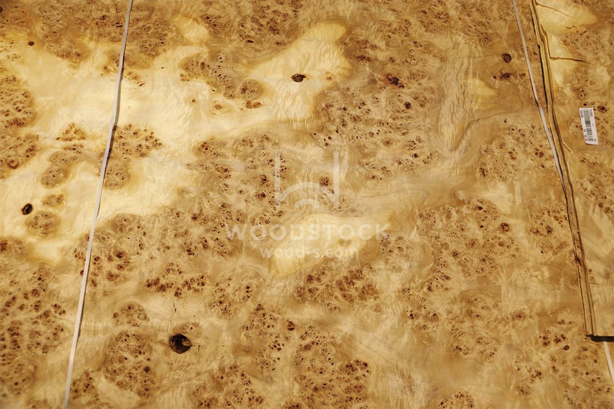 Шпон Капа тополя