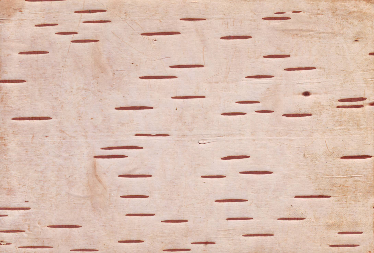 Березовая береста фон