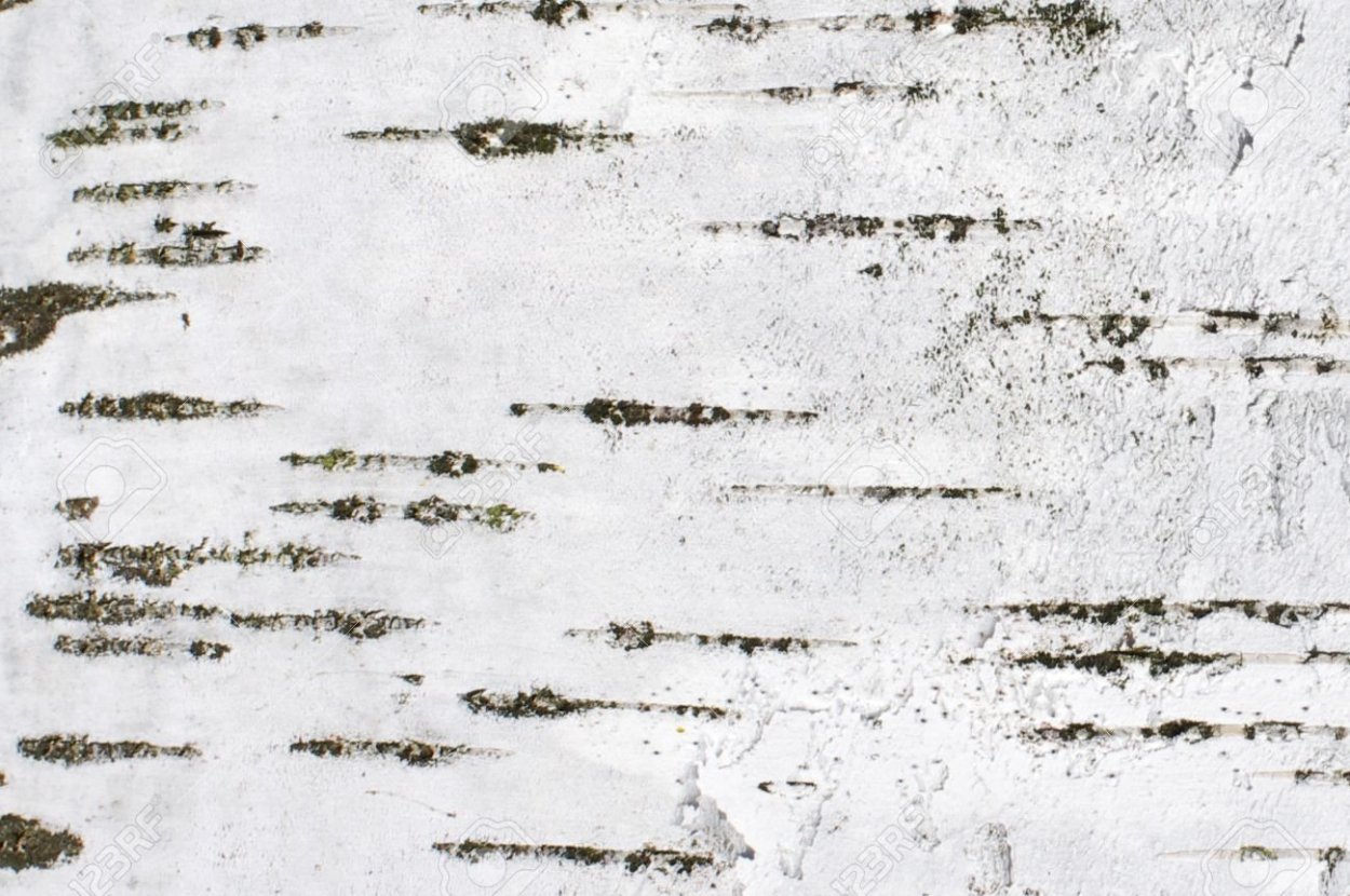 Кора березы фактура