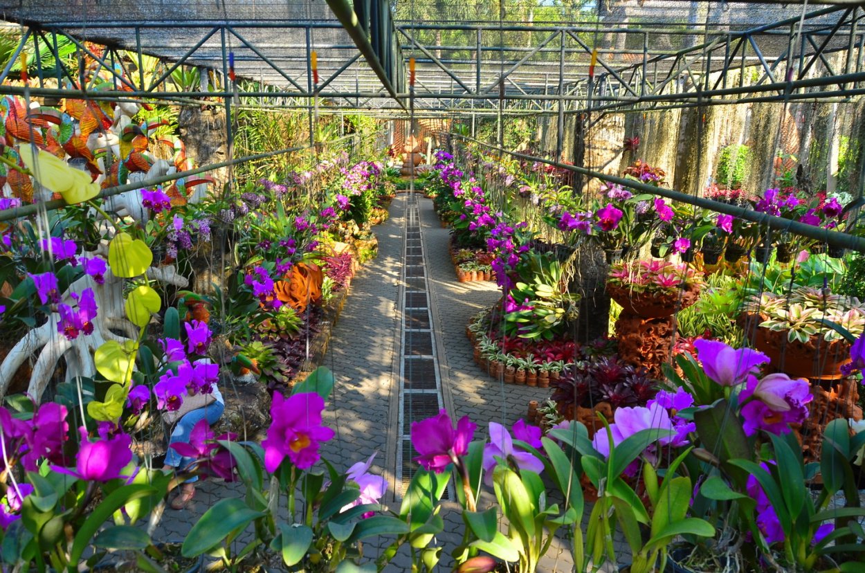 Нонг Нуч сад орхидей