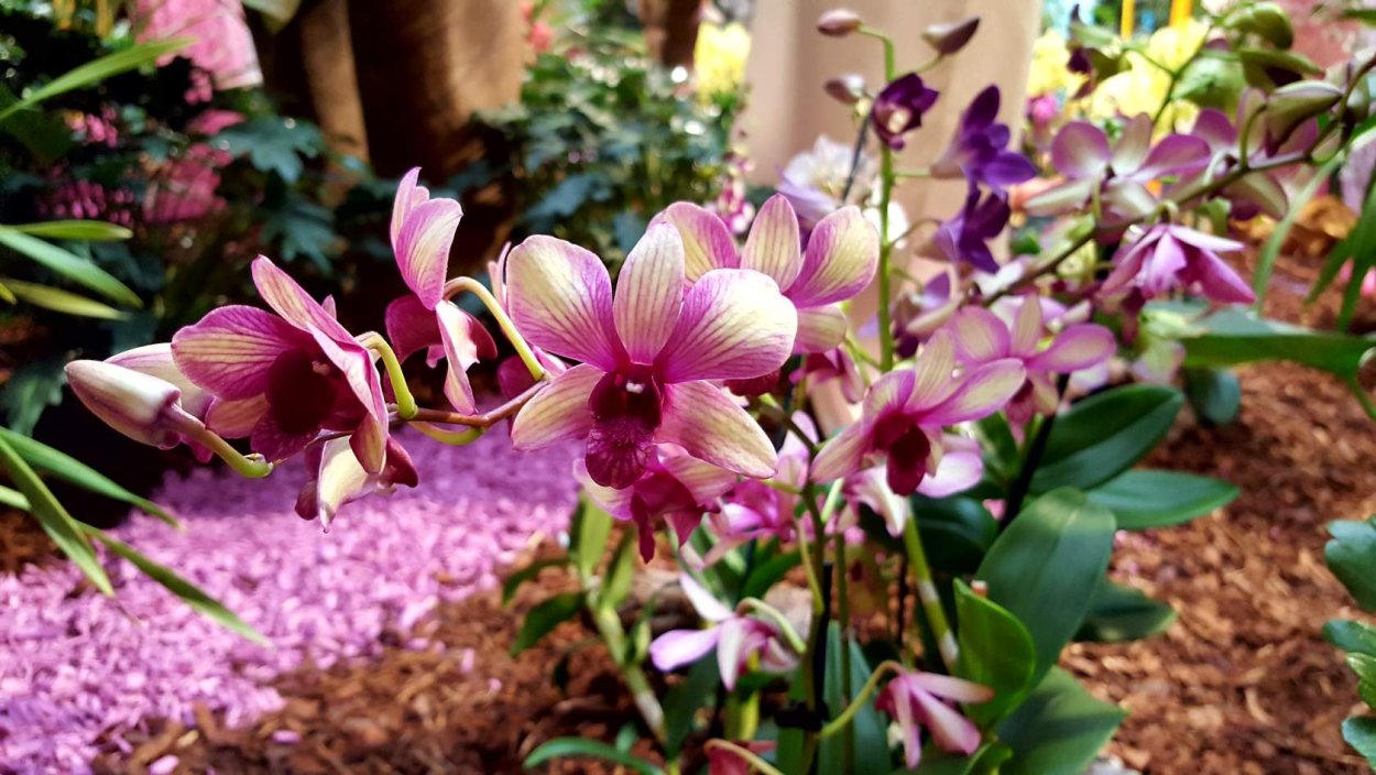 Орхидея бородатка японская