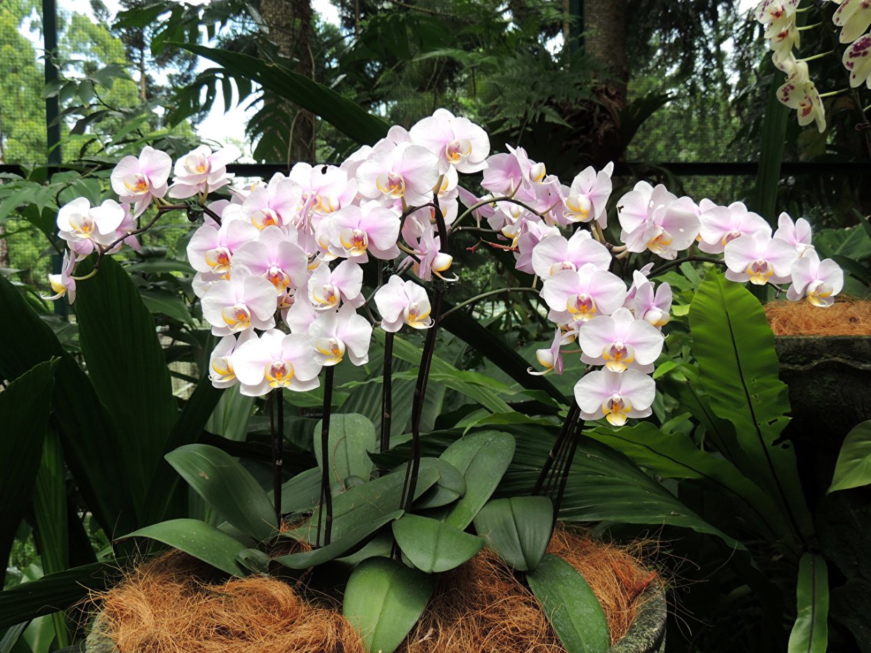 Фаленопсис в дикой природе