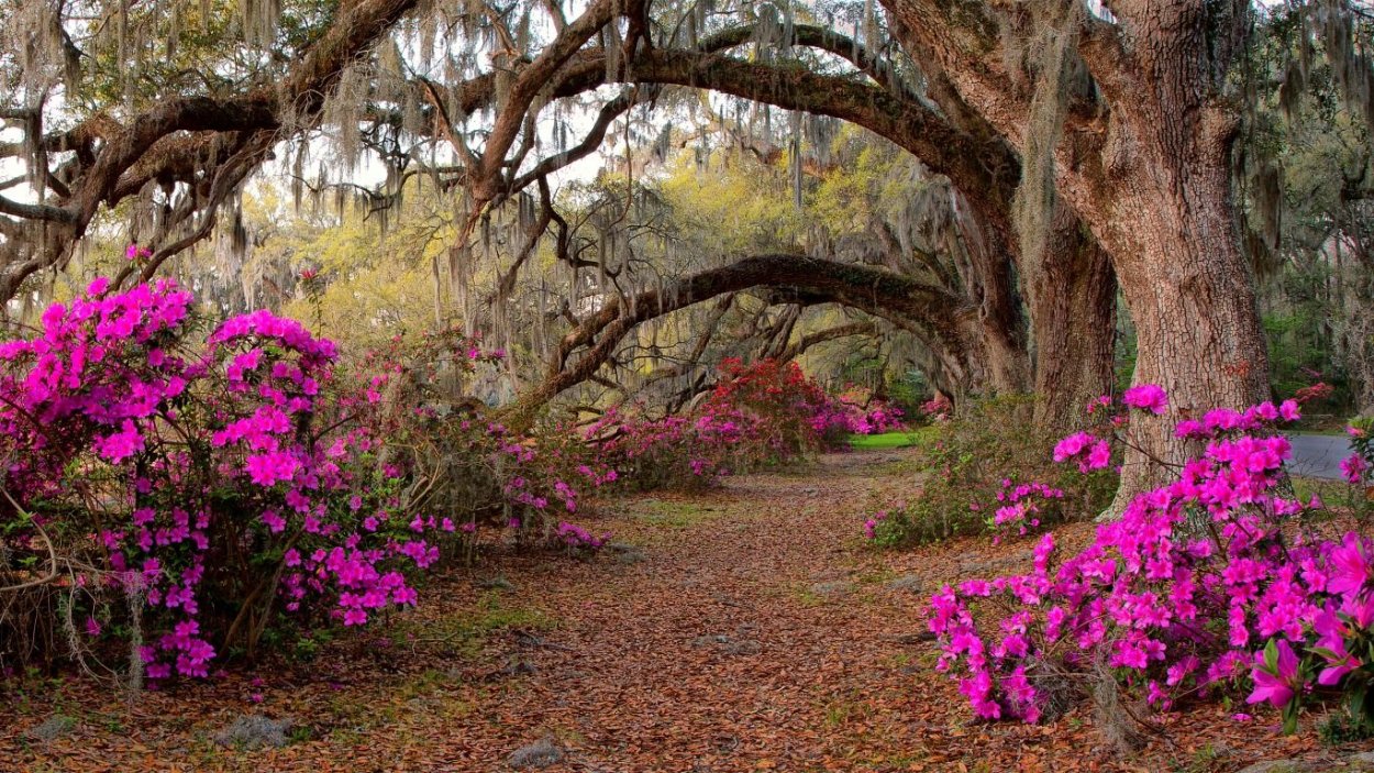 Деревья и цветы