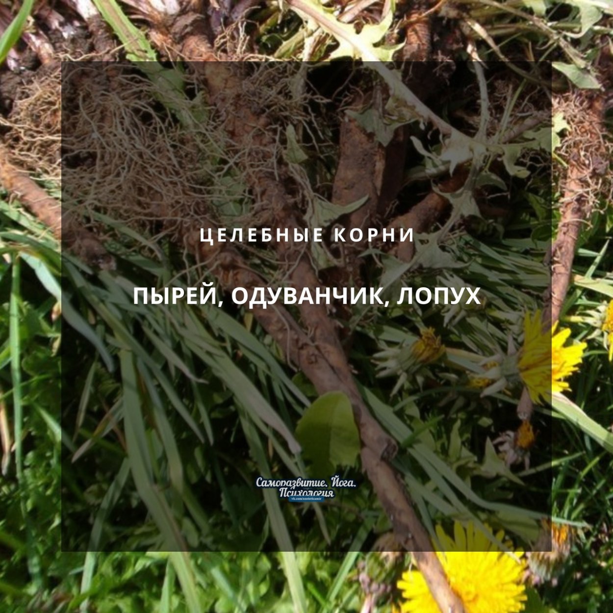 Лопух пырей и одуванчик