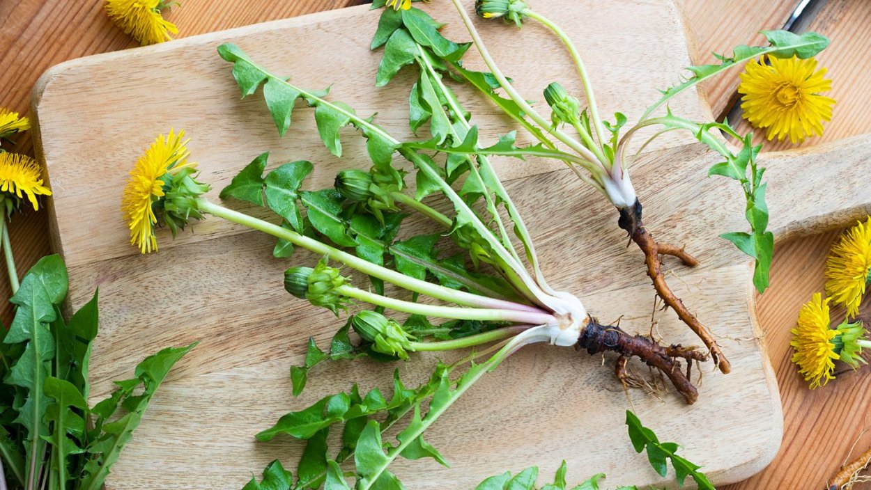 Одуванчик лекарственный корень