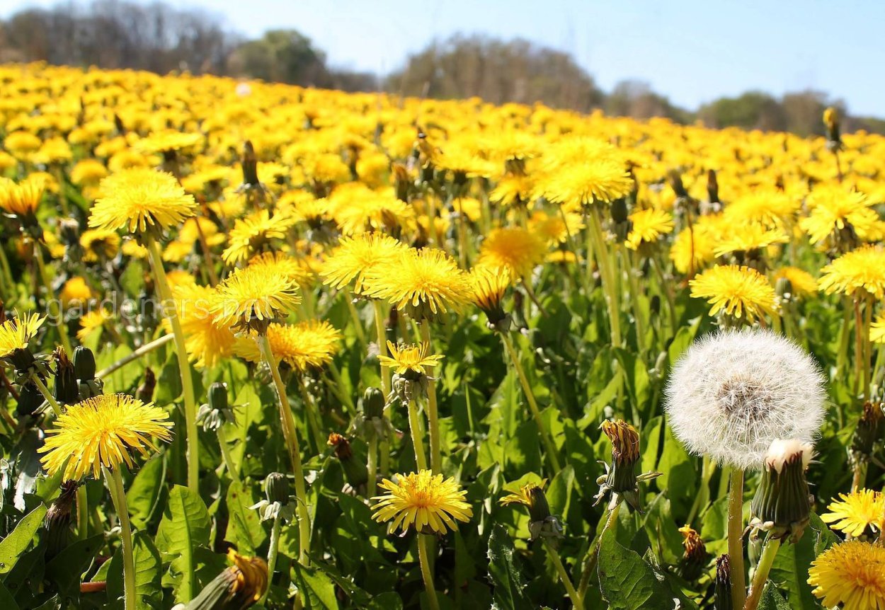 Здоровое растение