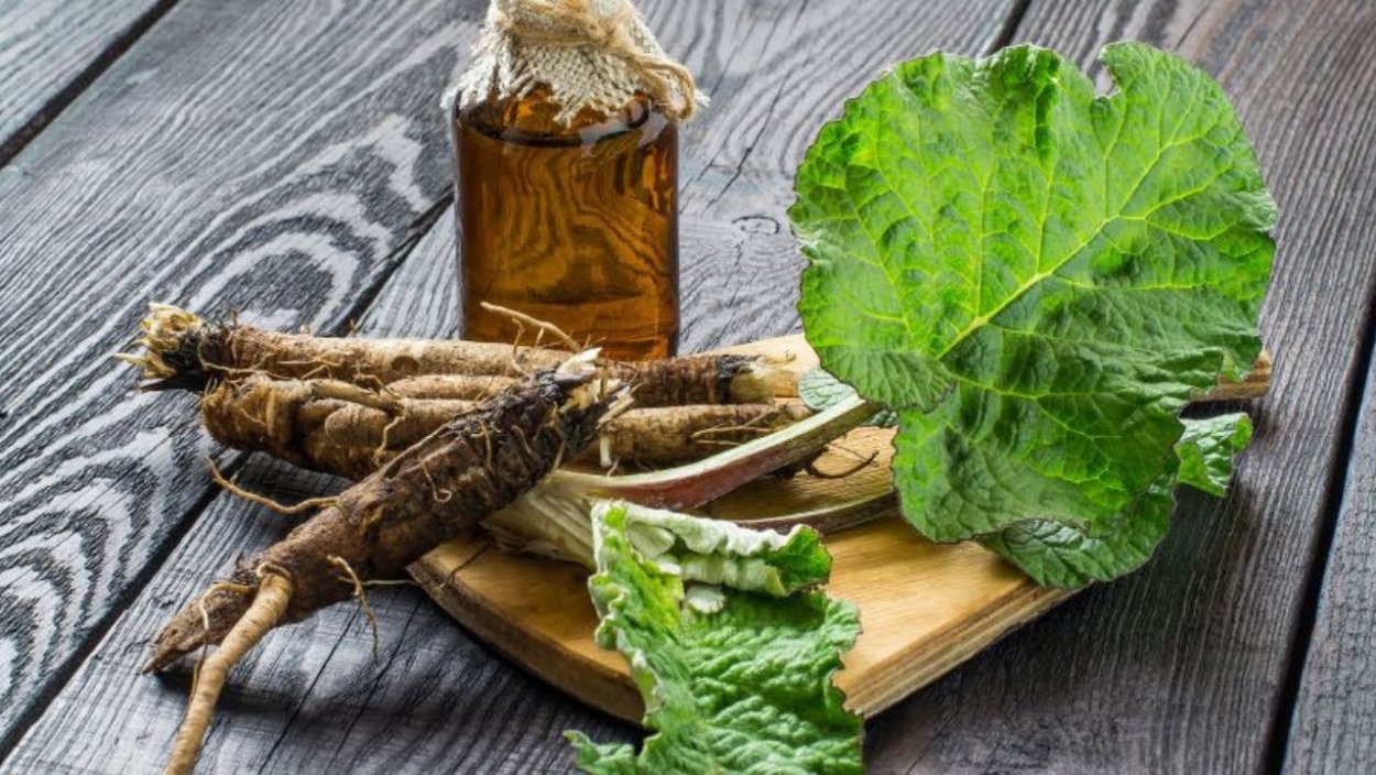 Корень репейника