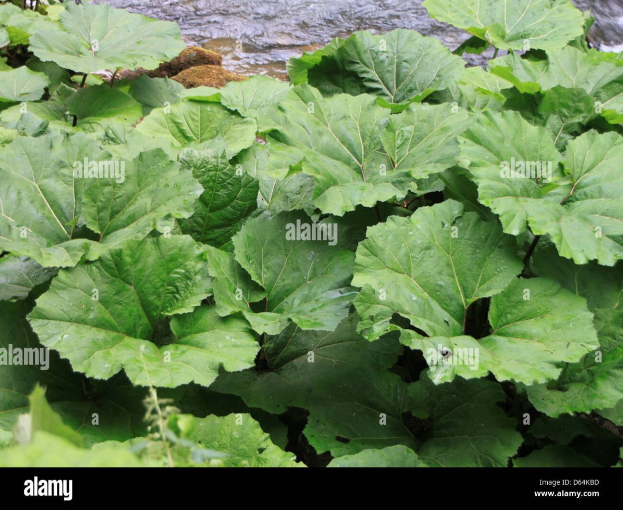 Растение похожее на лопух