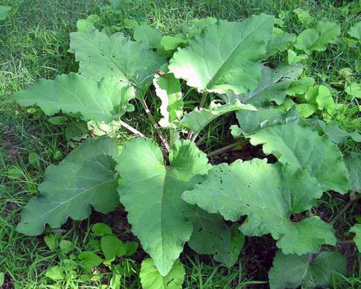 Лопух огородный