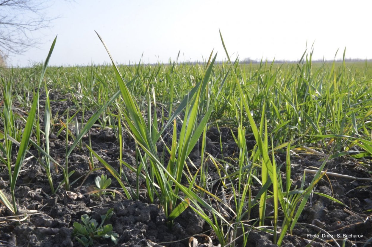 Пырей Астрахань