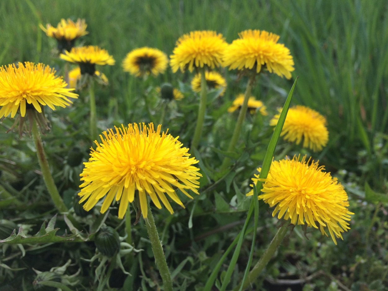 Одуванчик полевой обыкновенный