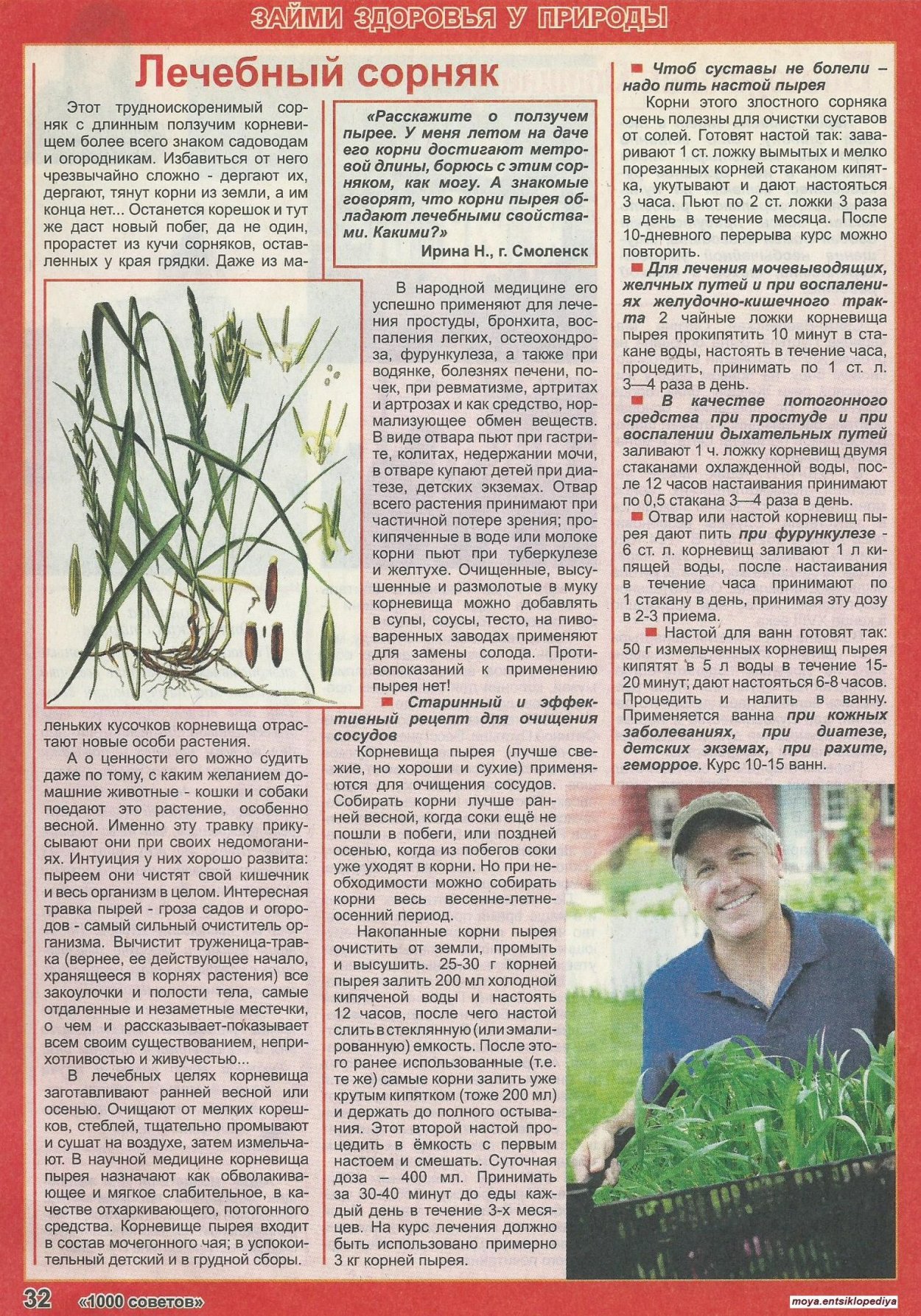 Пырей лекарственное растение