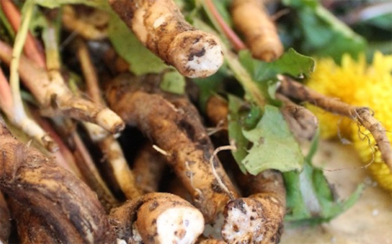 Одуванчик лекарственный корень