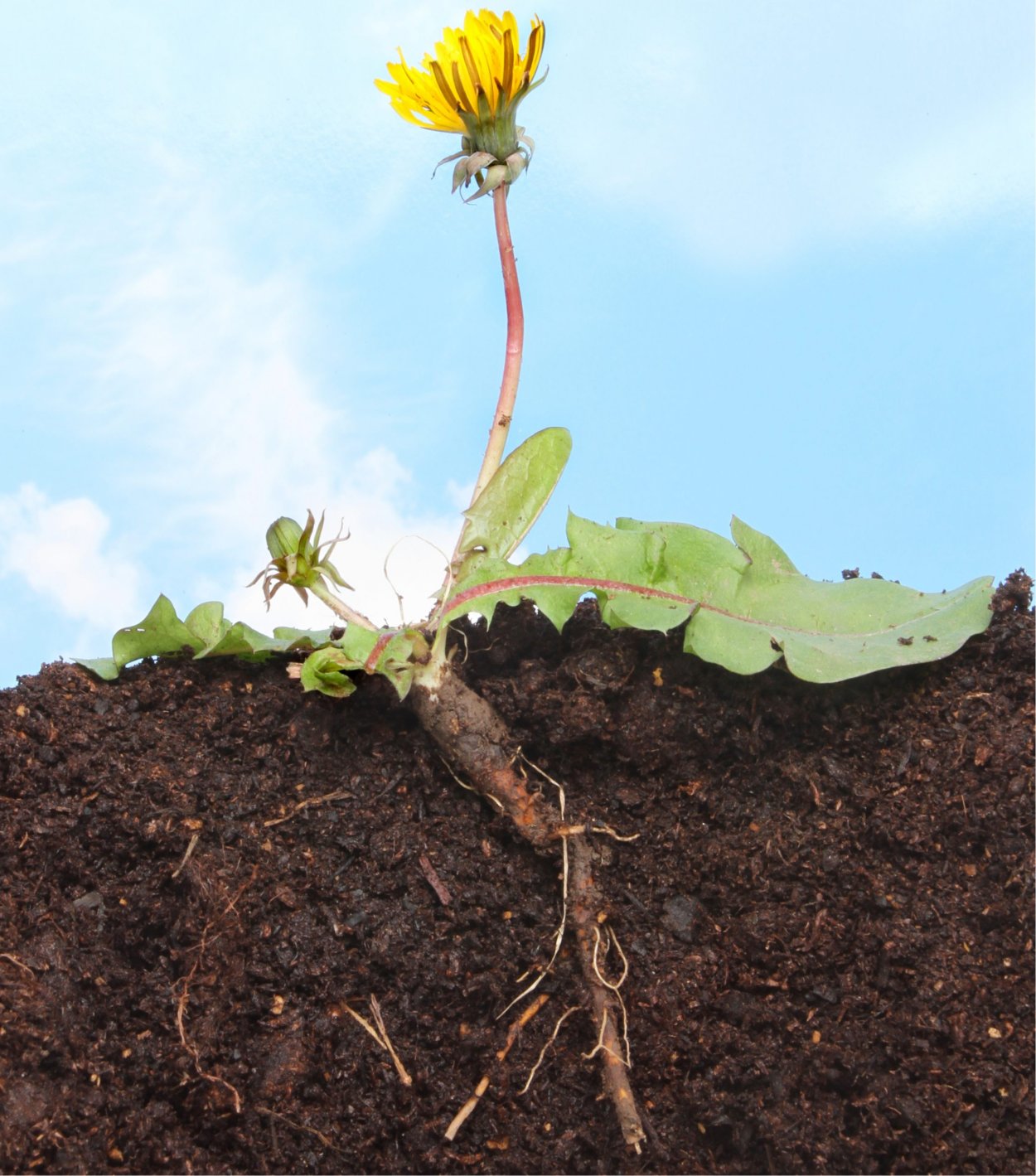 Dandelion root - корень одуванчика