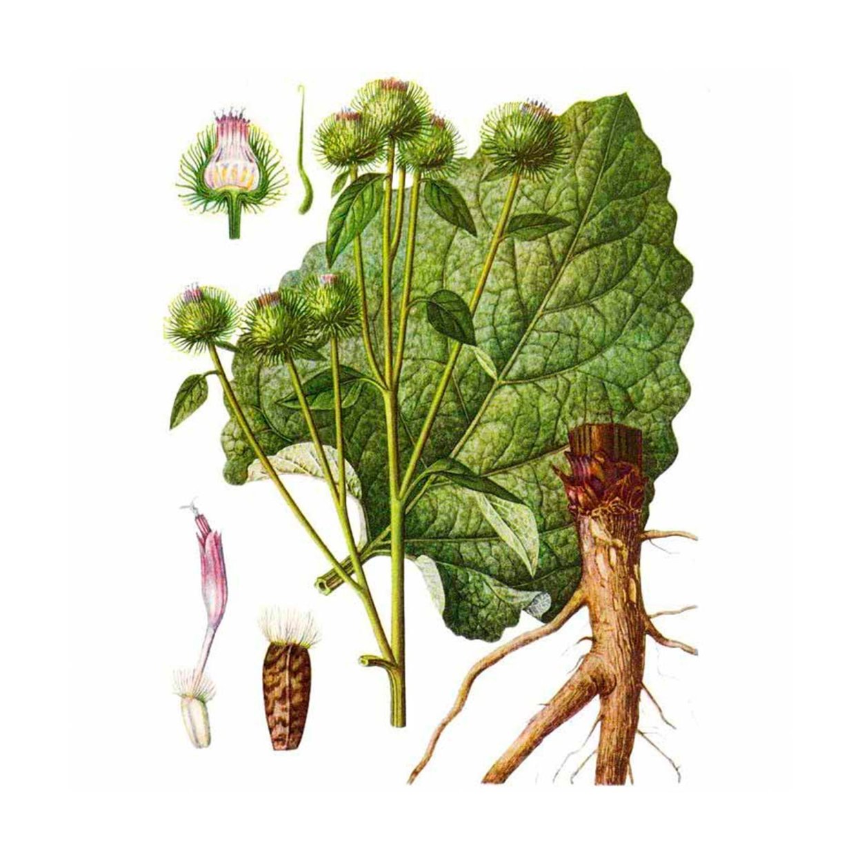 Лопух паутинистый гербарий