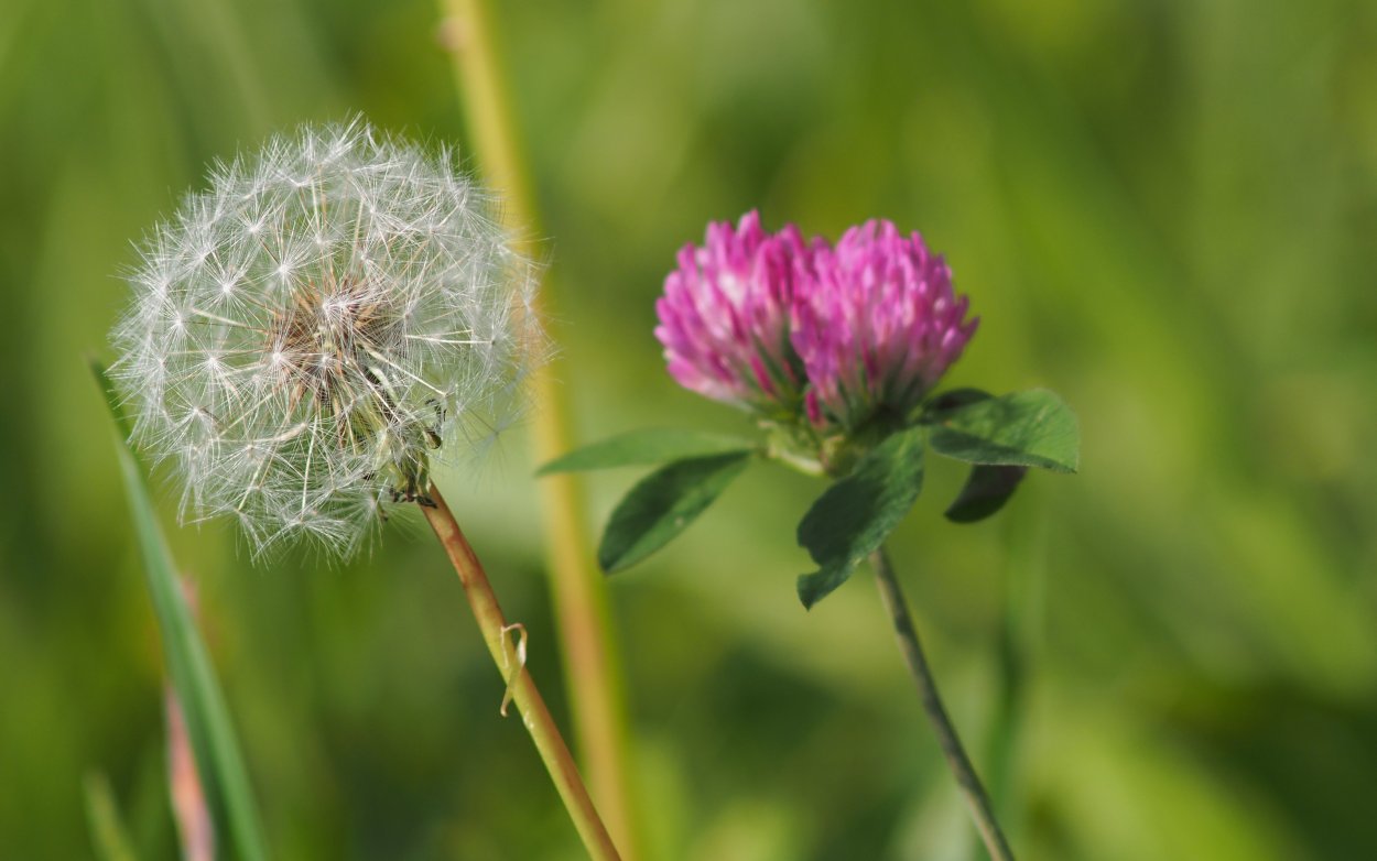 Донник, одуванчик, Клевер, чертополох