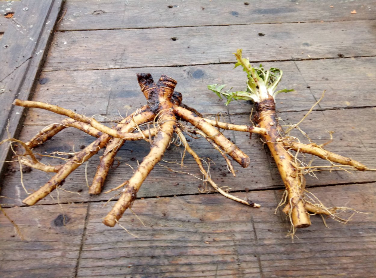 Корень одуванчика корневище