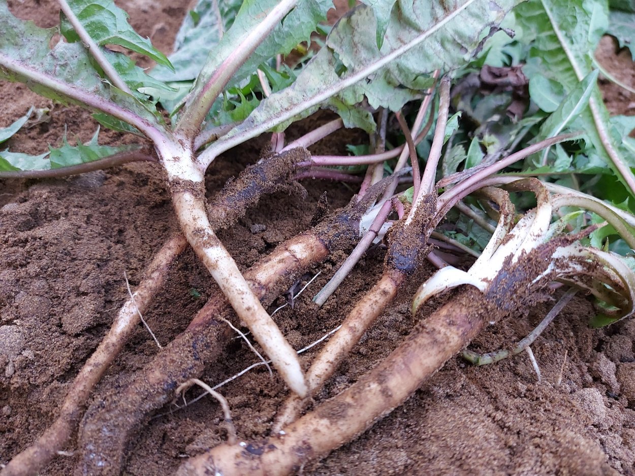 Корень одуванчика