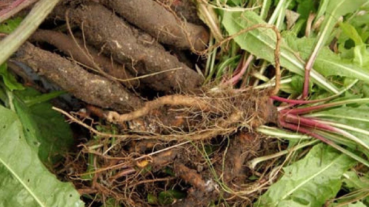 Лопух пырей