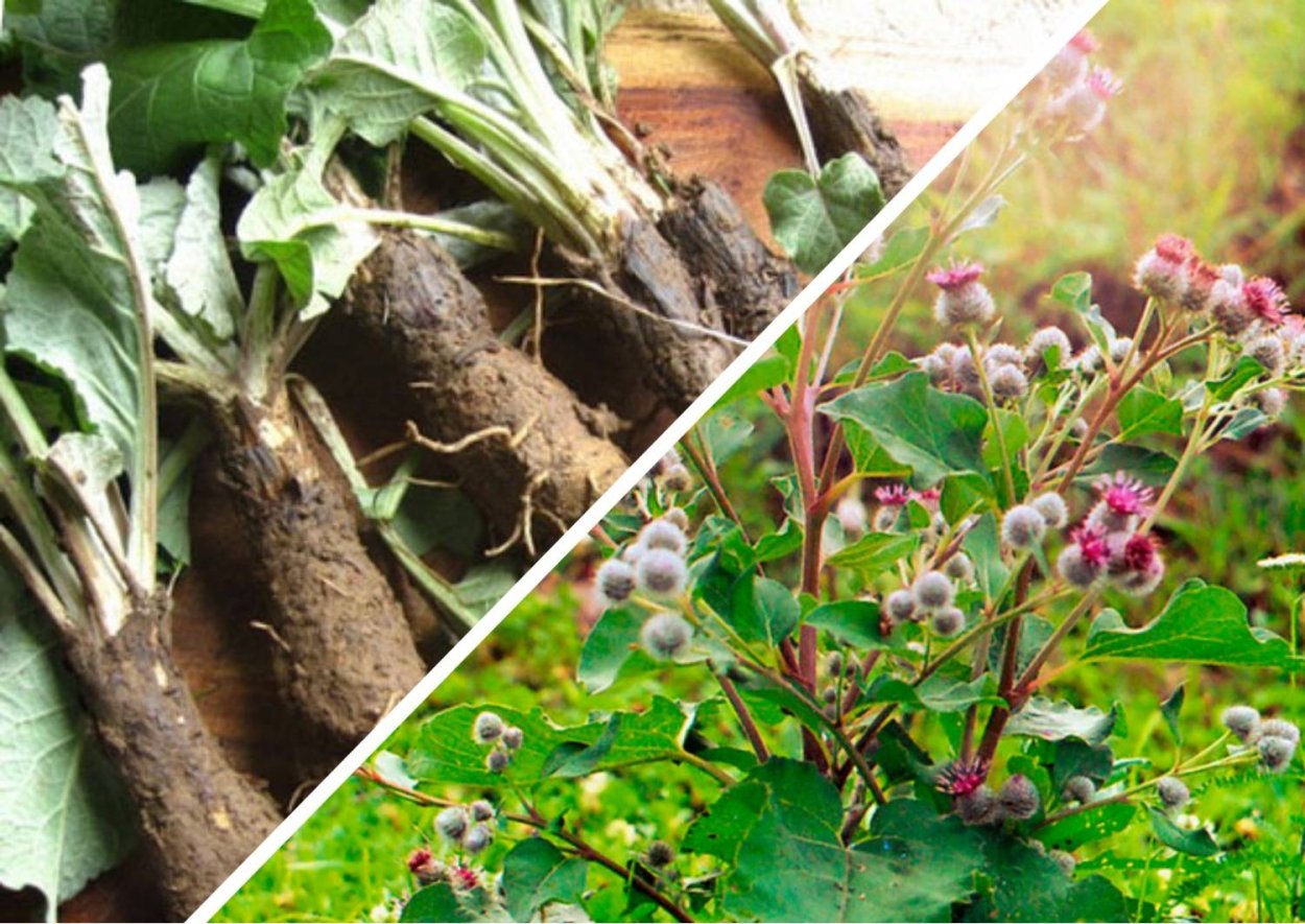 Корень репейника