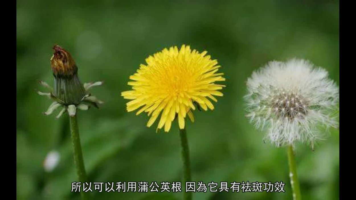 Стадии одуванчика