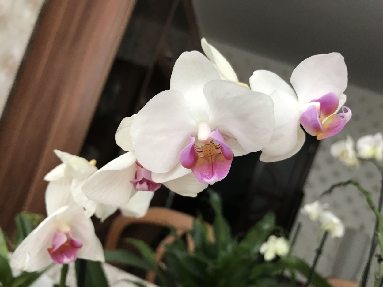 Орхидея Примо пиано