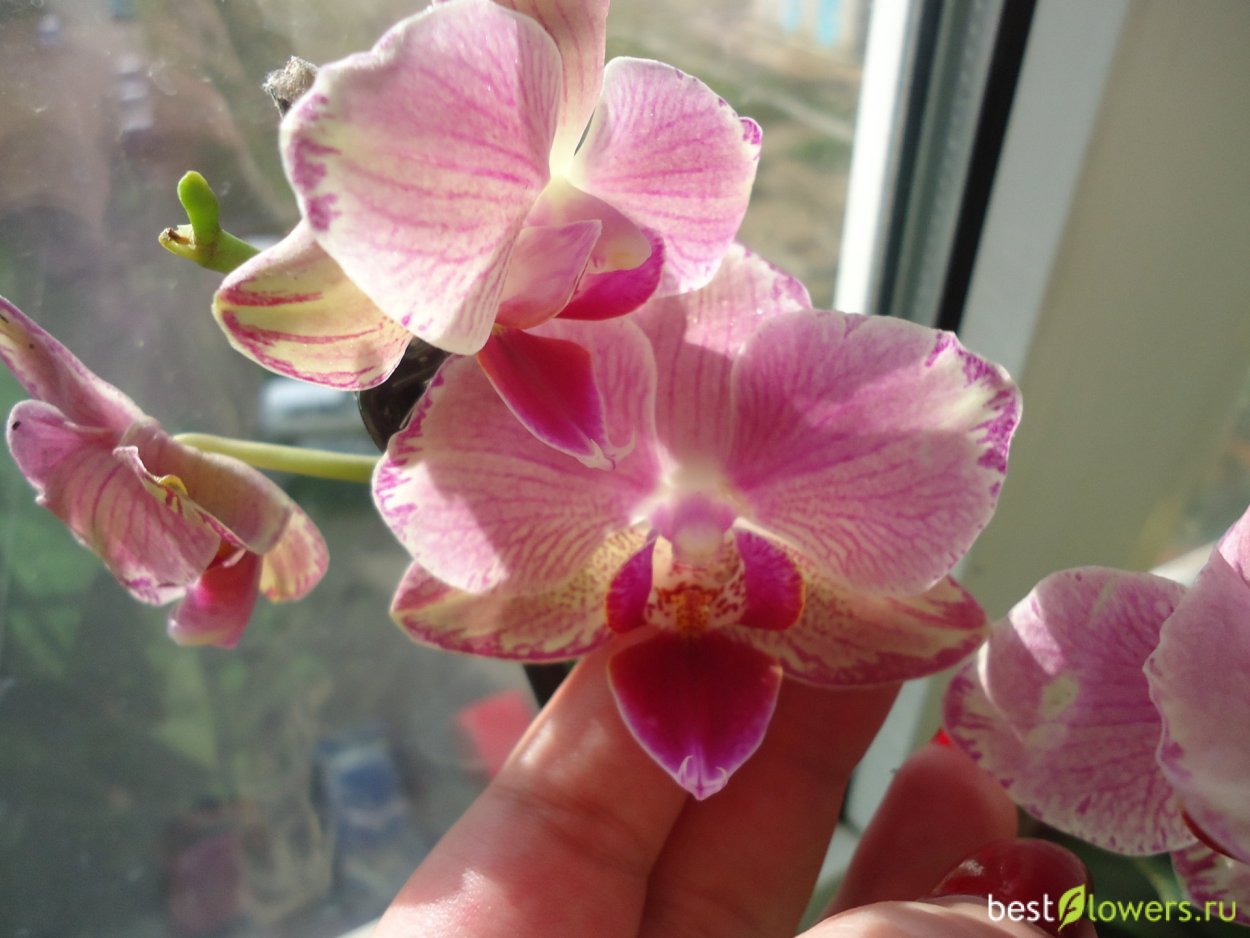 Орхидея фаленопсис пират Пикоти