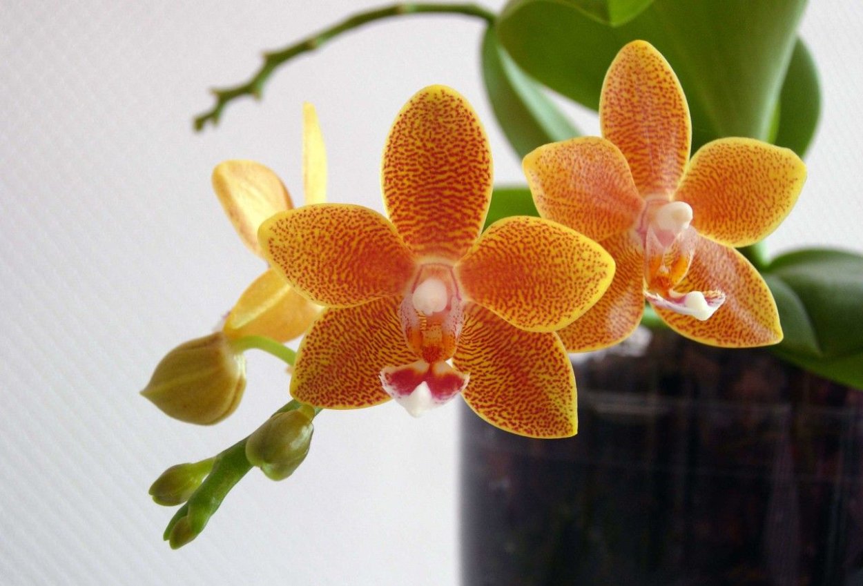 Фаленопсис Мастерпис