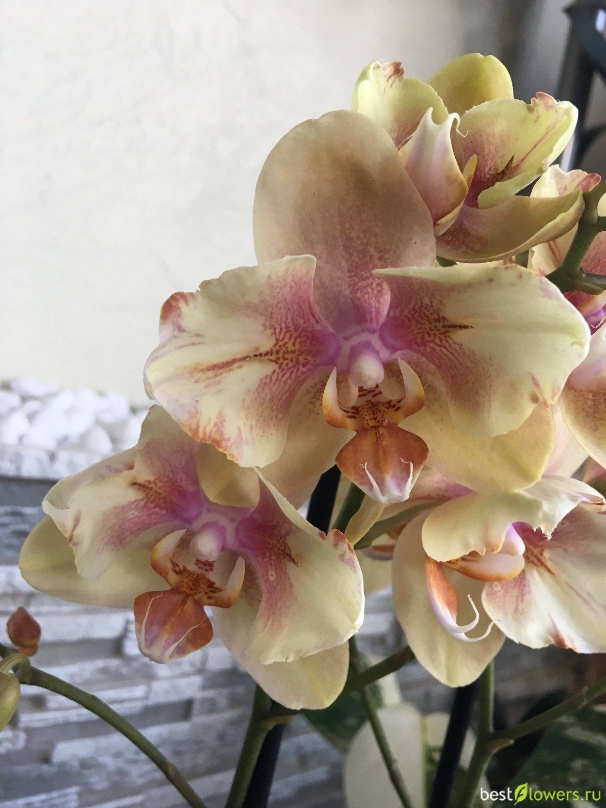 Фаленопсис Розетта