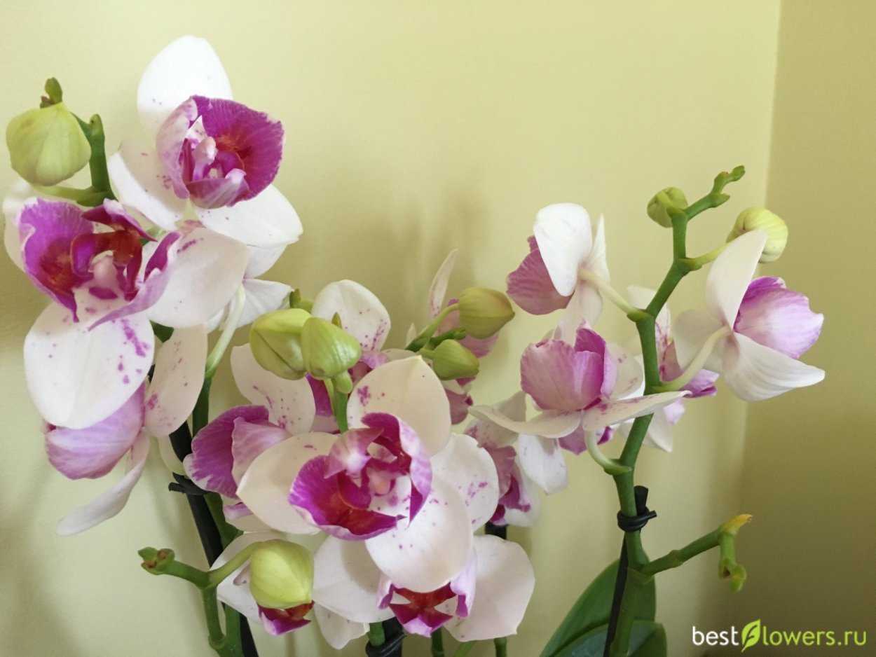 Орхидея Phalaenopsis Malmo