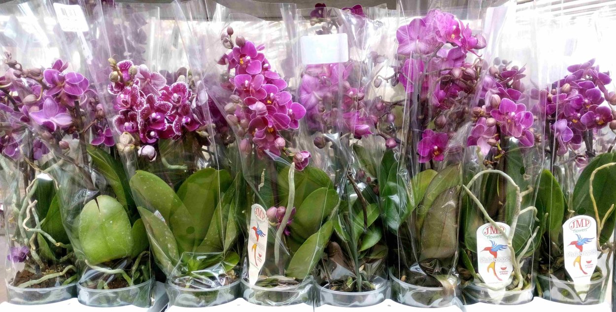 Орхидея фаленопсис Каталина