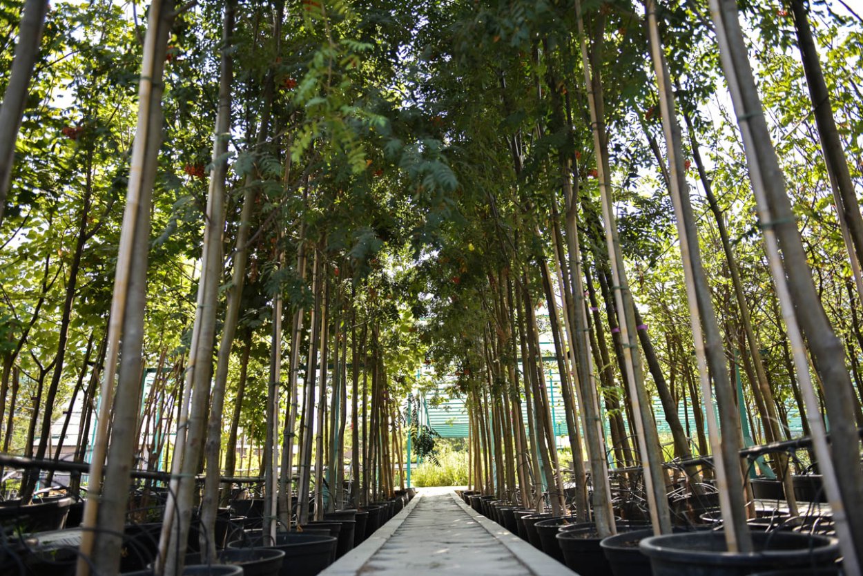 Ореховый парк в Бишкеке