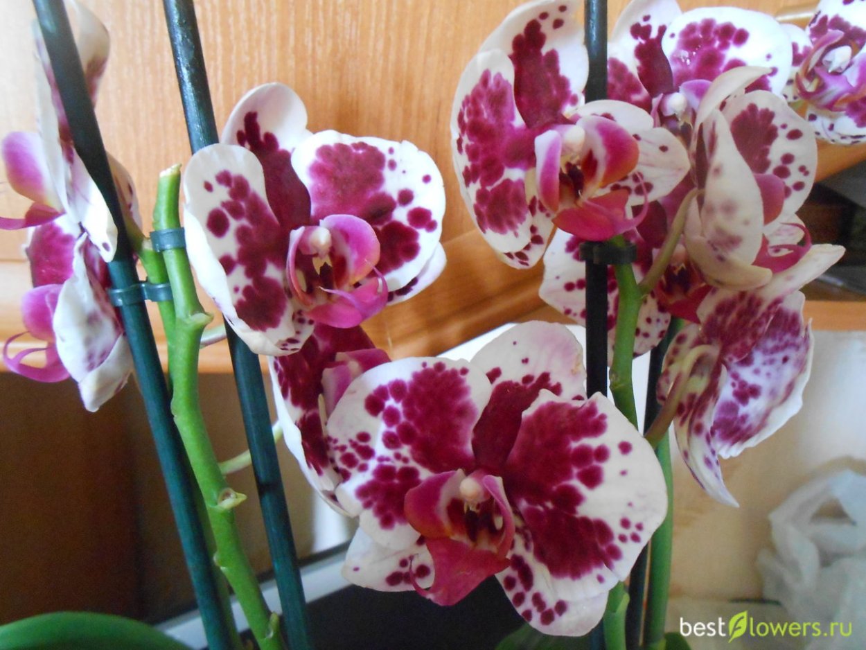 Орхидея фаленопсис цветение