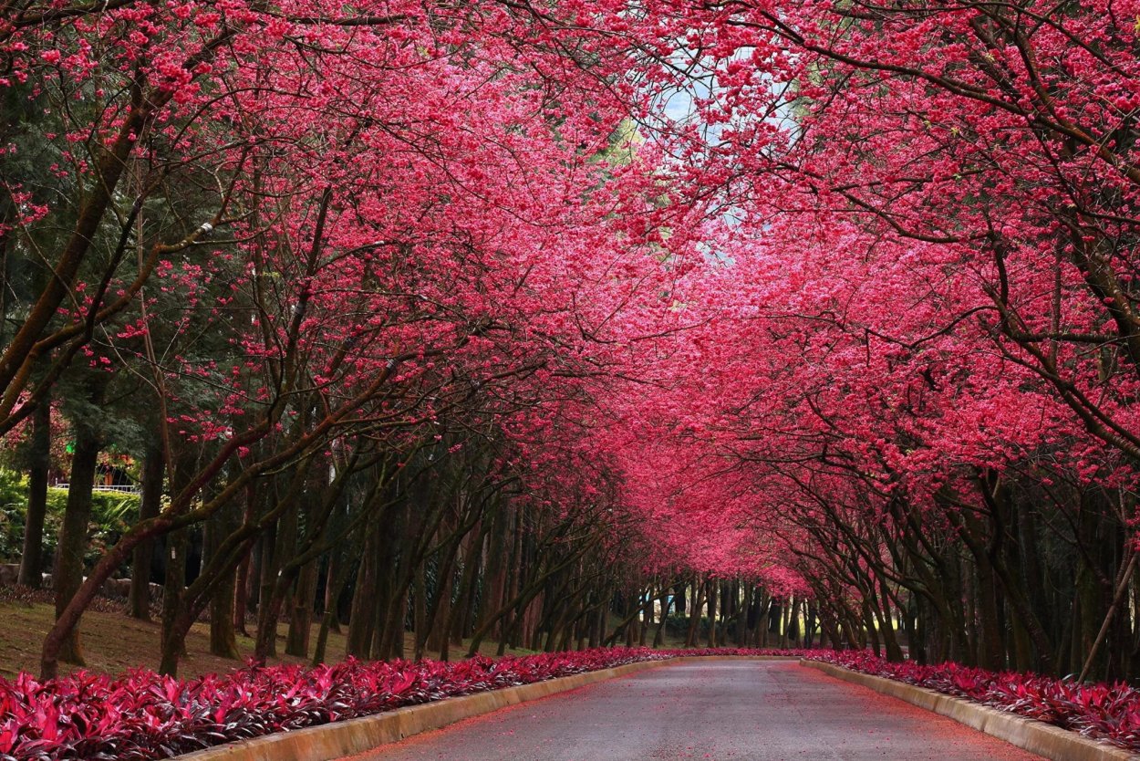 Япония дерево Сакура