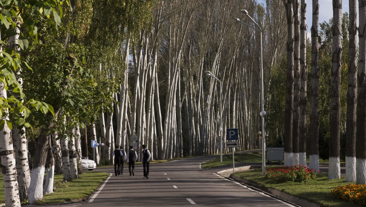 Деревья в Бишкеке