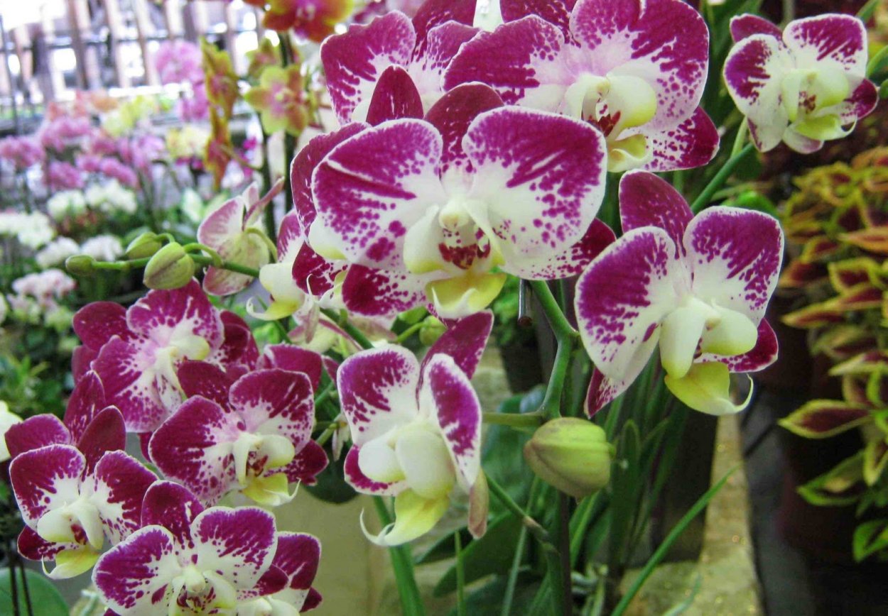 Фаленопсис Sogo Allen