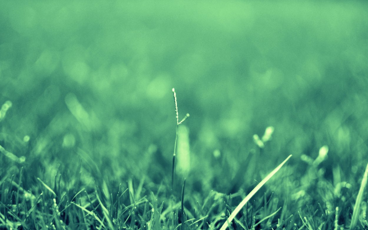 Трава размытая