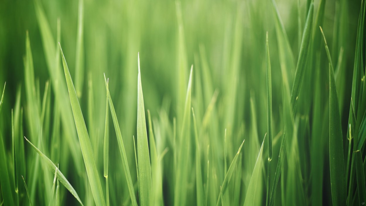 Свежая трава