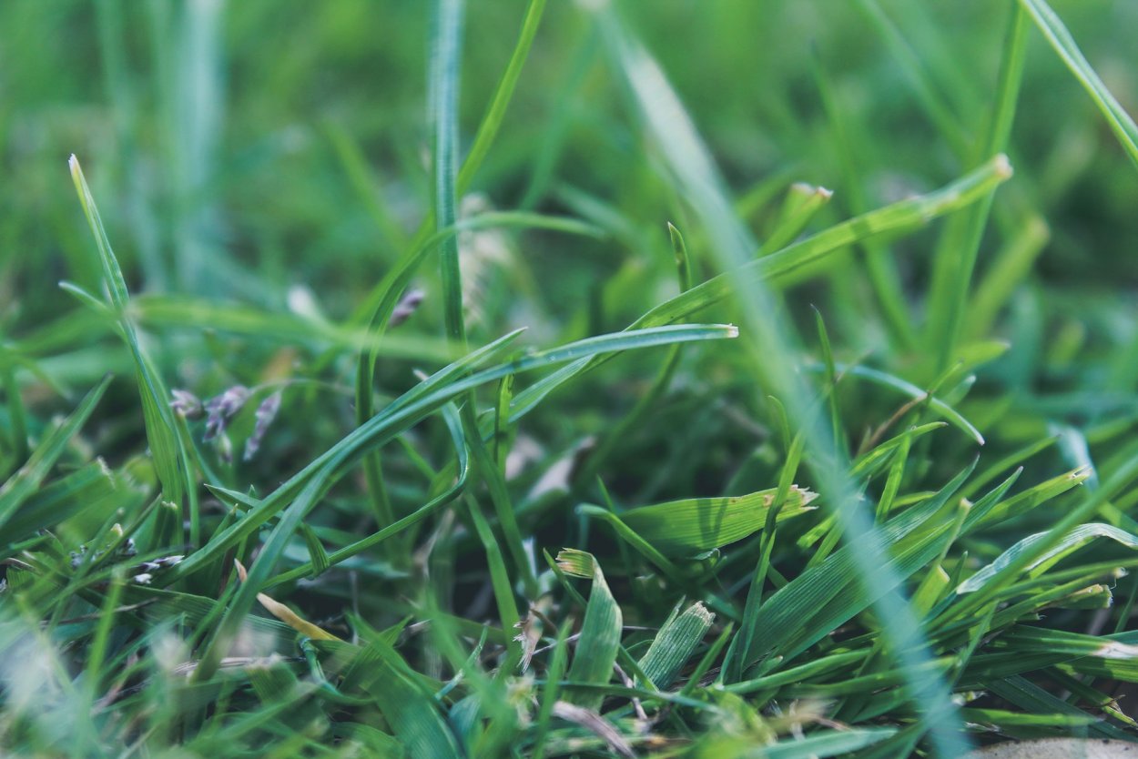 Чертова трава