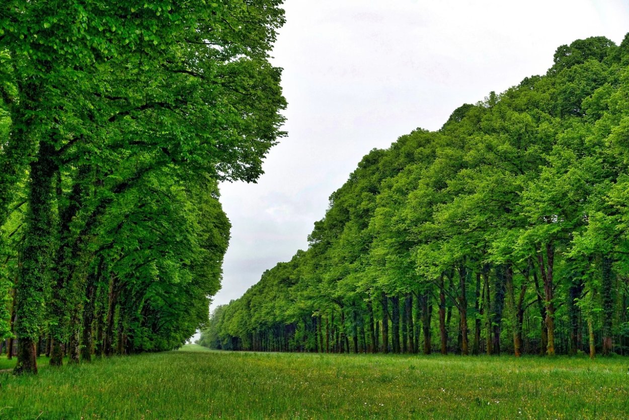 Дерево зеленое