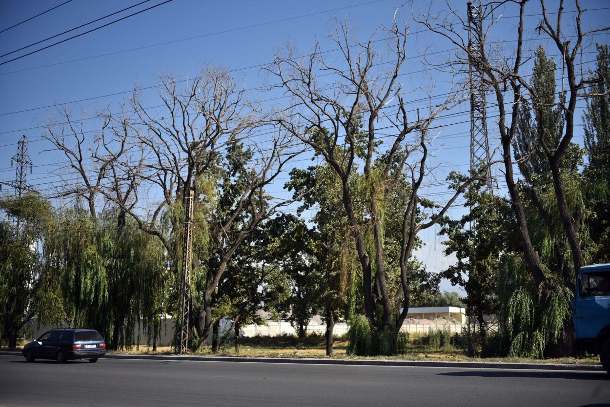 Деревья в Бишкеке