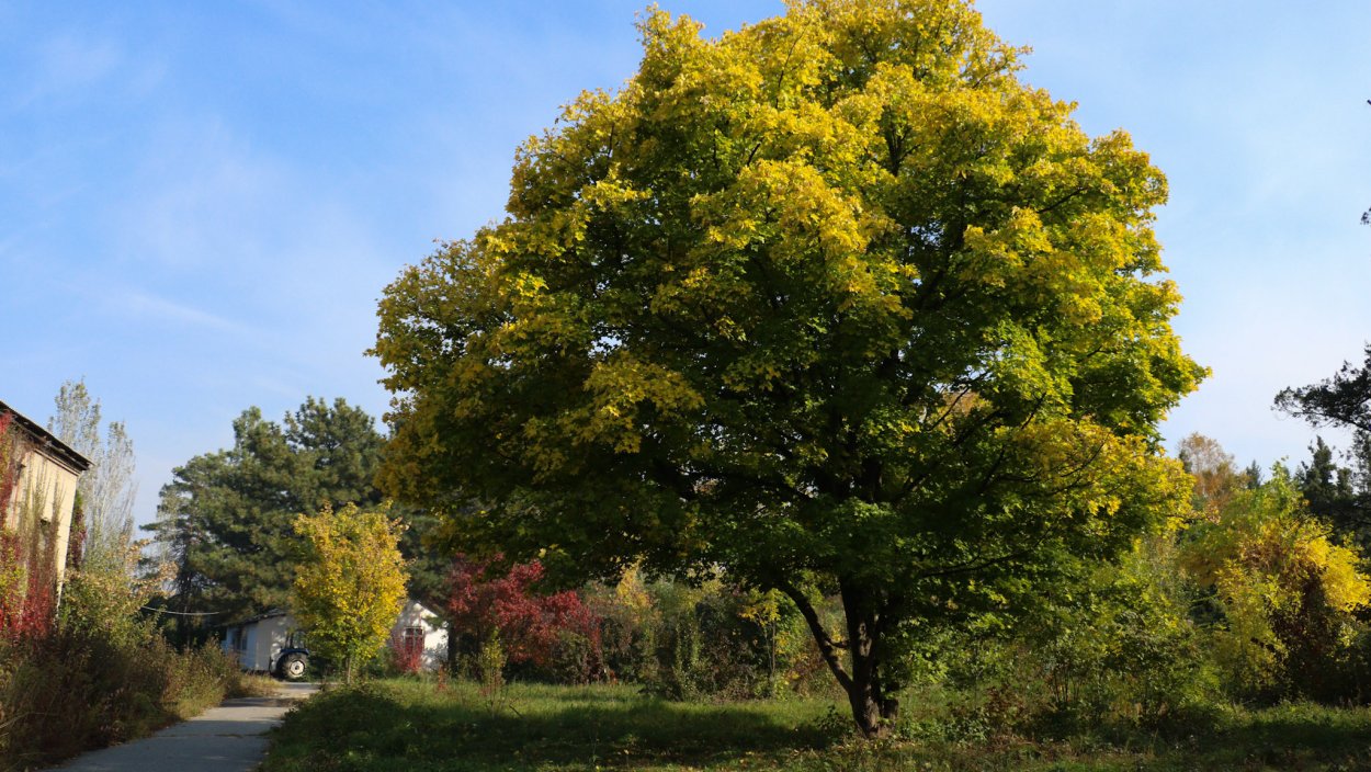 Ботанический сад им. э. Гареева Бишкек