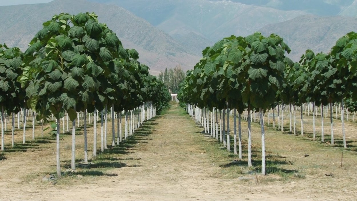 Павловния z07