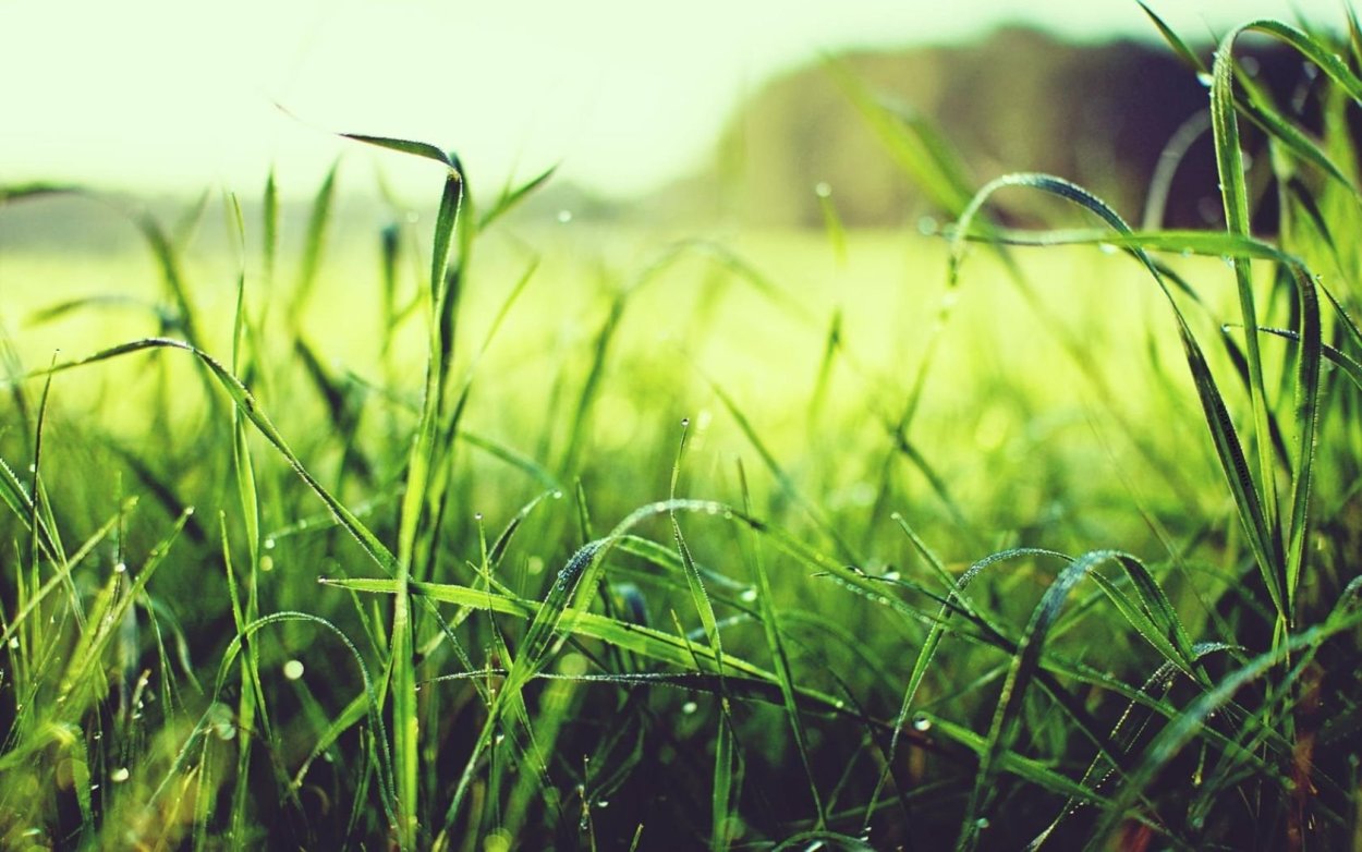 Эстетика природа трава