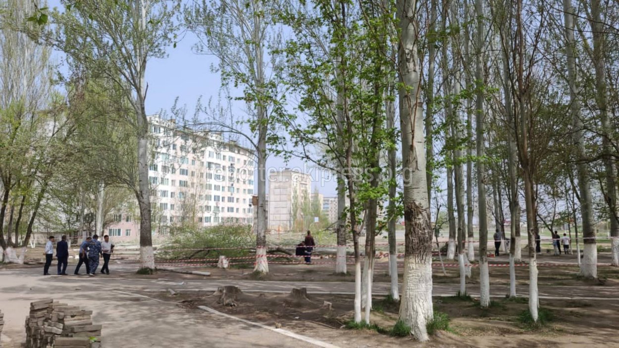 Деревья в Бишкеке