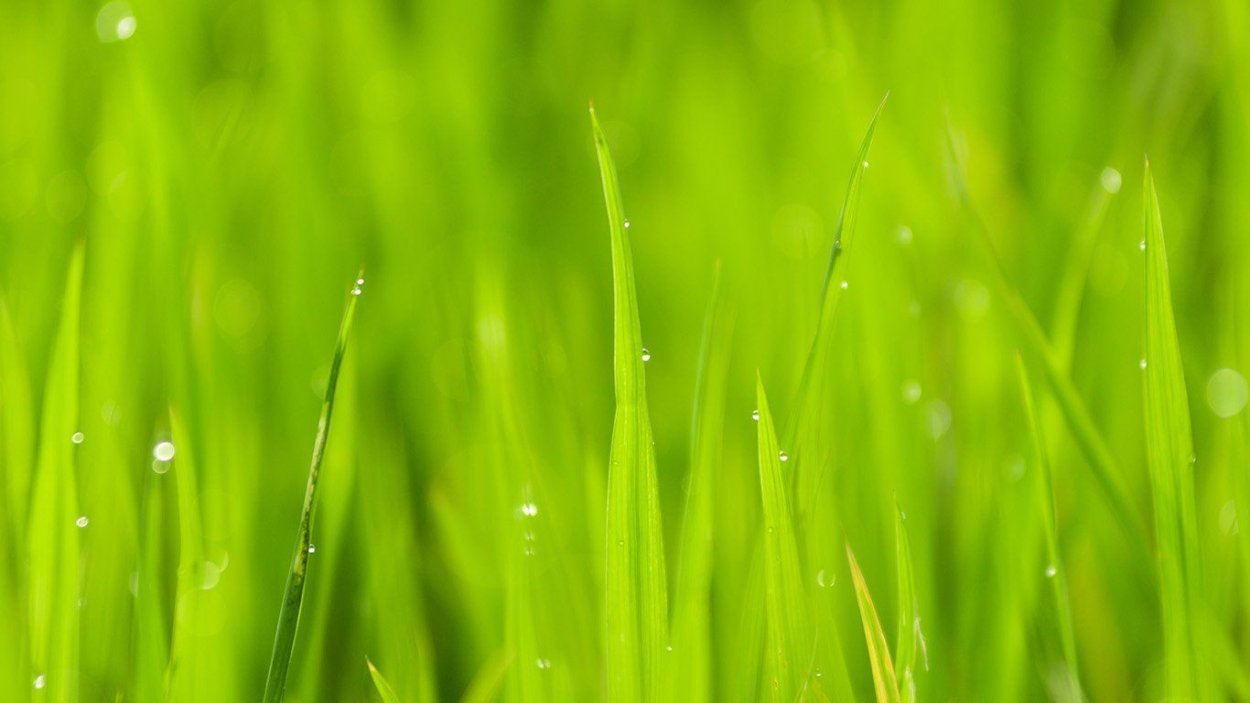 Трава фон 4к