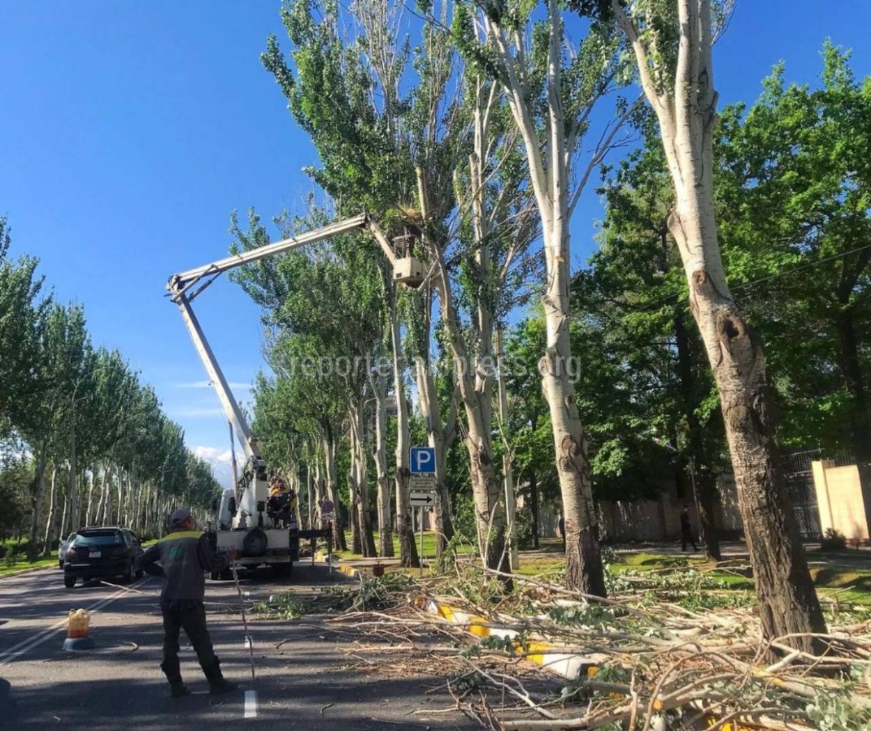 Дерево Тополь в Киргизии