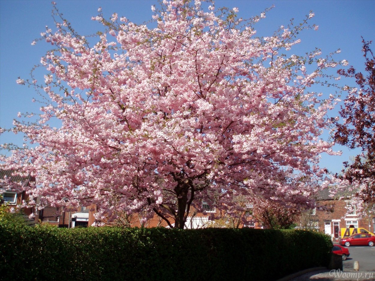 Hally Tolivett Сакура