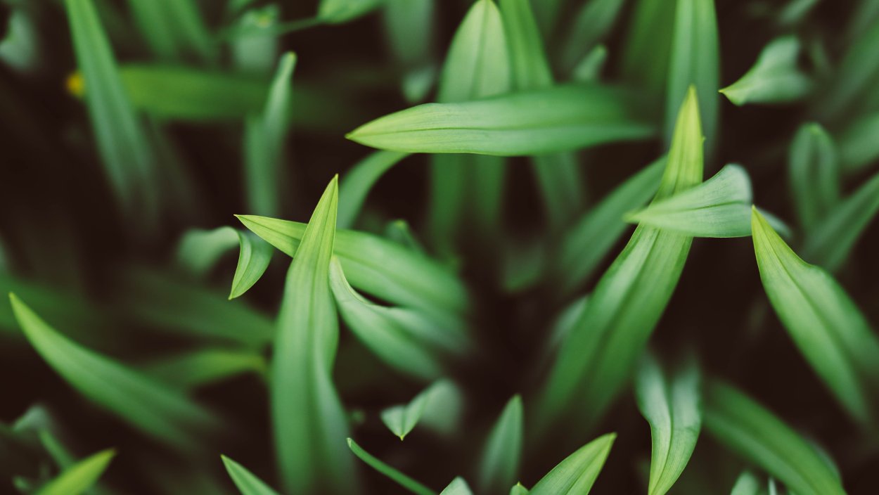 Картинки на рабочий стол трава