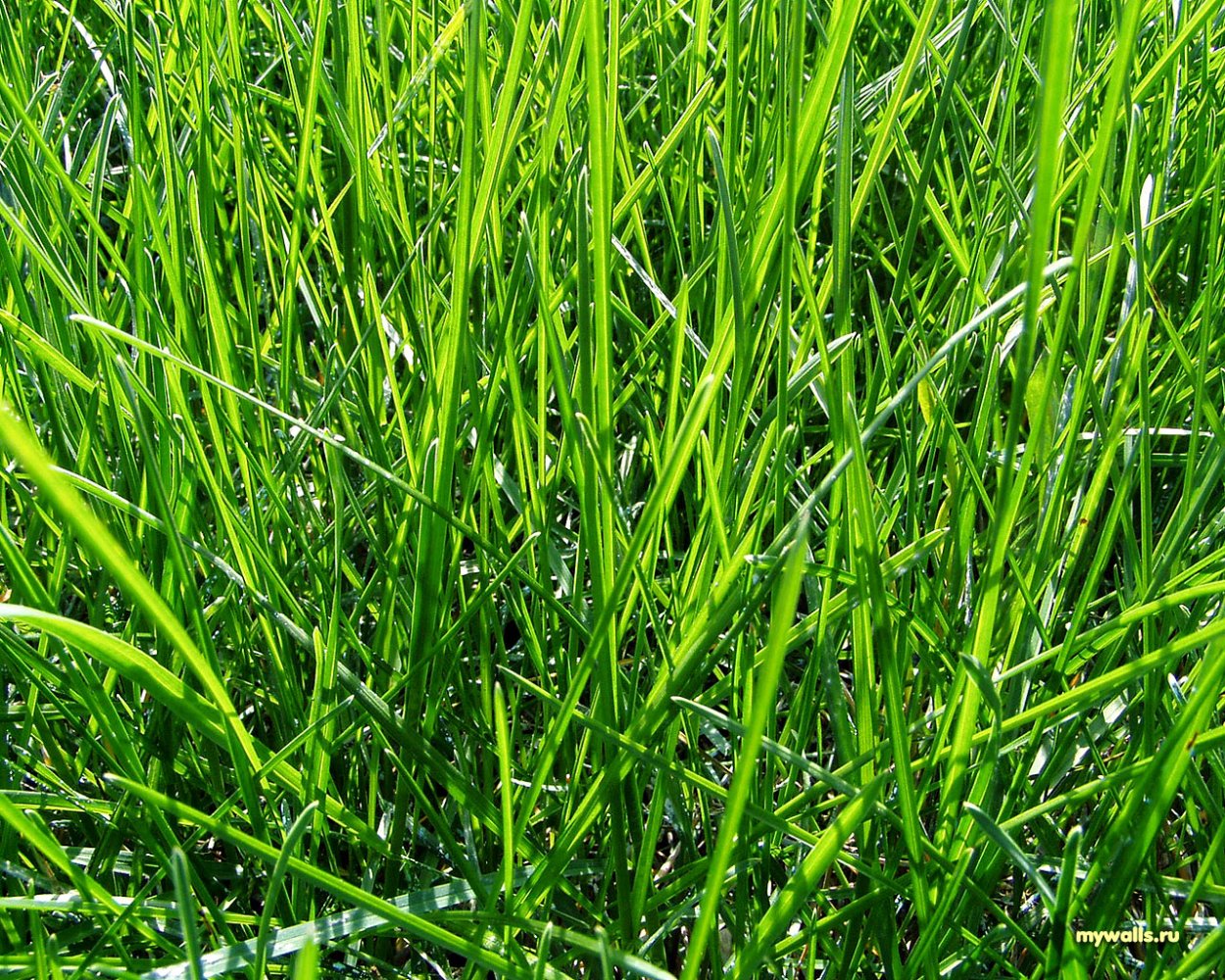 Травка низкая